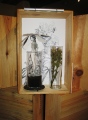 ELLEBORE et MANDRAGORE - 