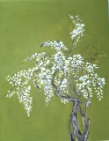 CHAMPS de SYNOPLE - JARDIN BLANC 1