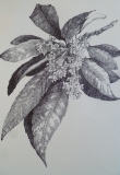BOTANICA IV - JARDIN BLANC ( suite)