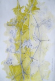CLEMATITE SAUVAGE - JARDIN BLANC ( suite)