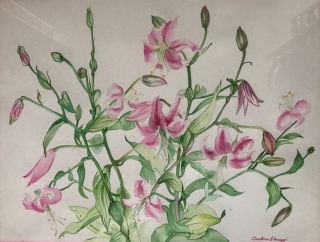 les grands lys roses - AQUARELLES BOTANIQUES