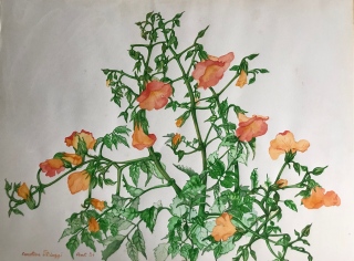 LA BIGNONNE - AQUARELLES BOTANIQUES