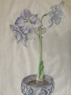AMARILLYS - AQUARELLES BOTANIQUES