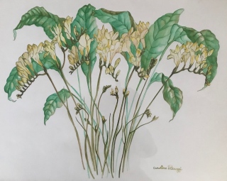 FRESIAS BLANCS - AQUARELLES BOTANIQUES