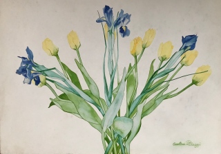 IRIS BULBEUX ET TULIPES - AQUARELLES BOTANIQUES