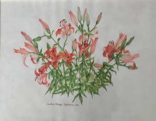 LYLIUMS ORANGES - AQUARELLES BOTANIQUES
