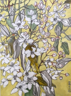 CLEMATITE ARMANDII - AQUARELLES BOTANIQUES