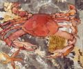 LE CRABE AUX PINCES D'OR - ANIMALIA