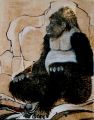 GORILLE - ANIMALIA